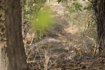 Tiger beobachtet die Beute