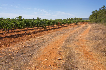 Mallorca vineyard