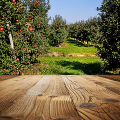 Fototapeta na wymiar table space and apple garden of trees and fruits