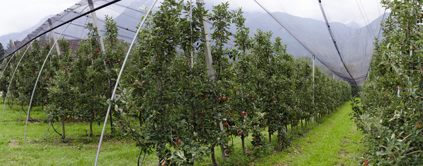 plantation with  red apple trees
