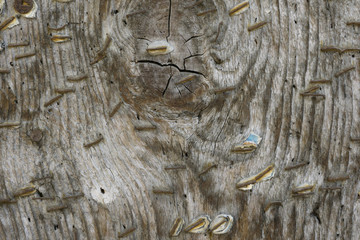 Old wood with rusted staples