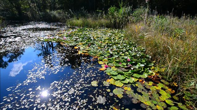 Pond with lilies and leaves of water lilies. Dragonflies fly over the water. Autumn in the forest. Autumn landscape in Switzerland.