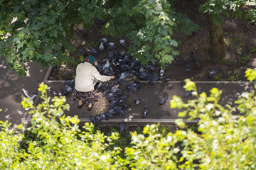 grandmother feeds pigeons