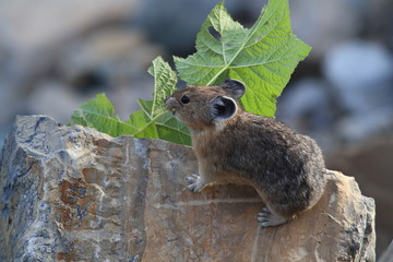 Pika Glacier NP Montana USA © Frank Fichtmüller