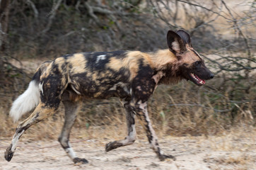 Running african wild dog