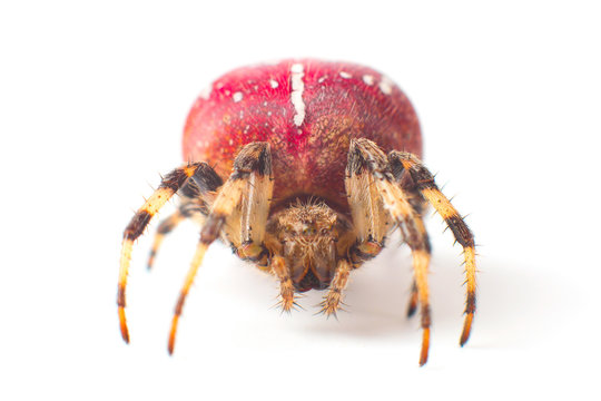 Red Spider. Large red spider with white color speck on body. Isolated on white background
