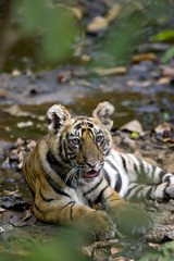 Junger Tiger liegt im Flussbett