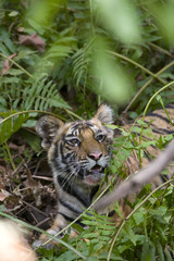 Junger Tiger an der Beute