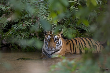 Fototapeta na wymiar Tigerin liegt in einem Fluss