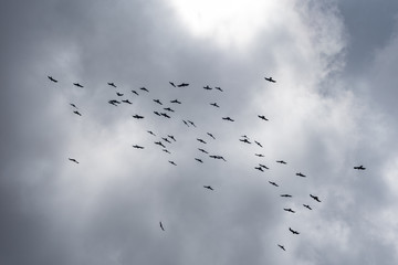 The black birds in flight in sky
