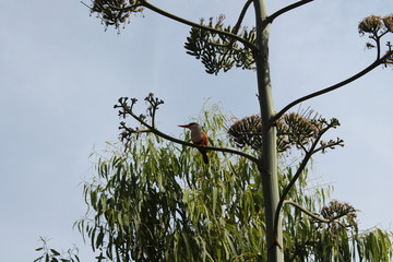 grey headed kingfisher