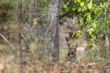 Tiger beobachtet die Umgebung