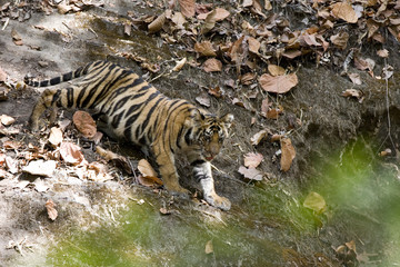 Junger Tiger am Felsen