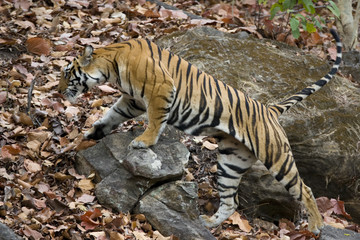 Fototapeta na wymiar Tiger klettert auf die Felsen