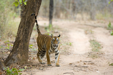 Fototapeta premium Tiger markiert sein Revier