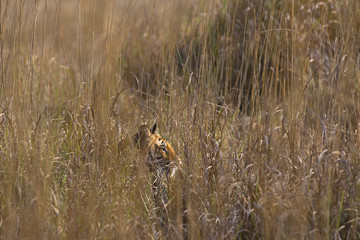 Tiger tarnt sich im hohem Gras
