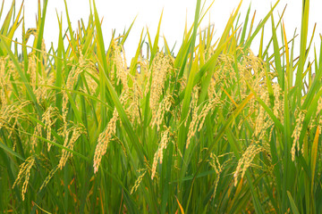 Isolate Rice Field on white background