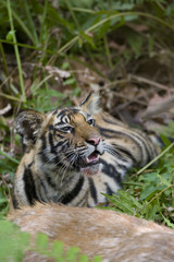 Junger Tiger an der Beute