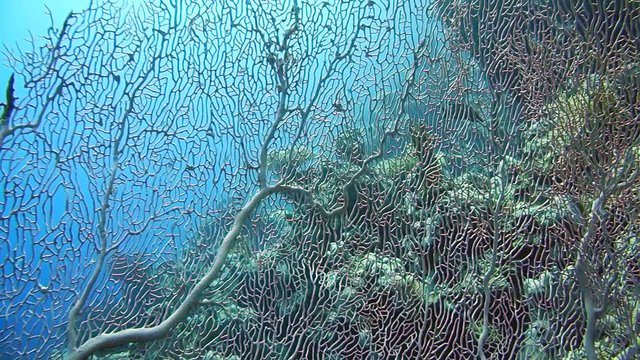 Tentacled flathead in the Red Sea, Egypt