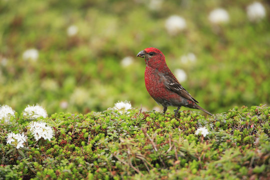 Close up of red Pine Grosbeak, Pinicola enucleator.