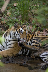 Tiger putzt seine Pfoten