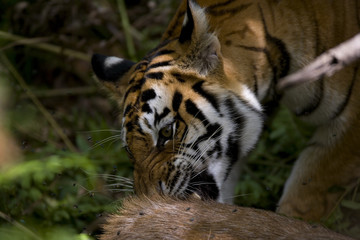 Junger Tiger frisst an einem Sambahirsch