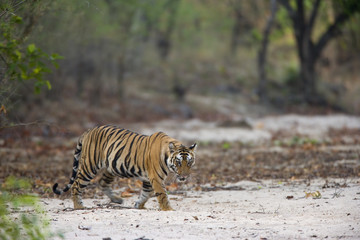Fototapeta na wymiar Tiger durchstreift ein trocknes Flussbett