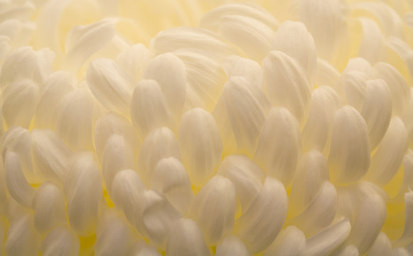 Abstract Of White Flowers On A Yellow Background