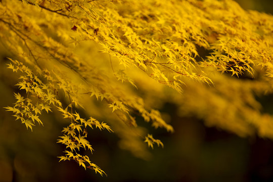 Yellow leaves on a golden maple tree