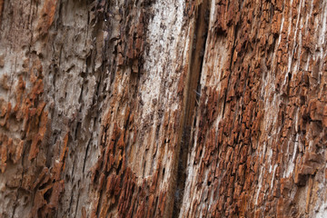 rough wood texture