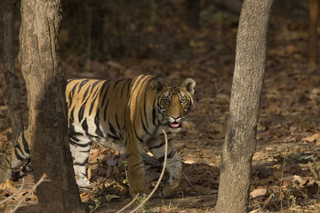 Tiger auf der Suche nach Beute