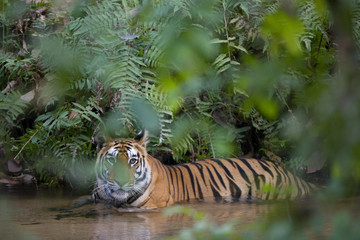 Tigerin liegt in einem Fluss