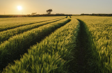 Field of crops in summer in a farmed landscape