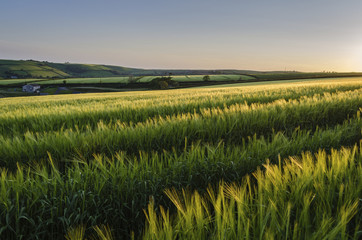 Field of crops in summer in a farmed landscape