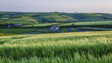 rural landscape, farmed fields of crops in summer