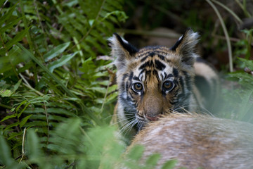Junger Tiger frisst an einem Sambahirsch