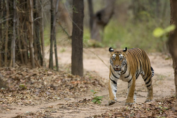 Tigerin laeuft auf dem Weg