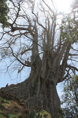 kapok tree
