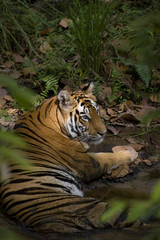 Tigerin liegt im Flussbett