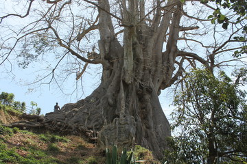 kapok tree