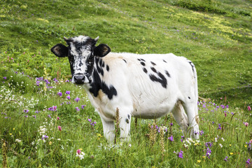 A cow standing in a mountain meadow of wild flowers