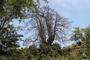 kapok tree