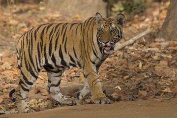 Tiger kreuzt den Fahrweg