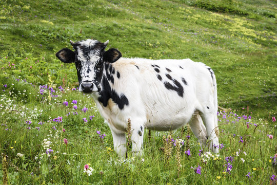 A cow standing in a mountain meadow of wild flowers