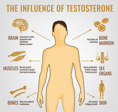 Testosterone Effects Infographics