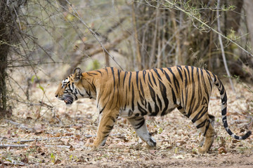 Obraz na płótnie Canvas Tiger durchstreift den Wald
