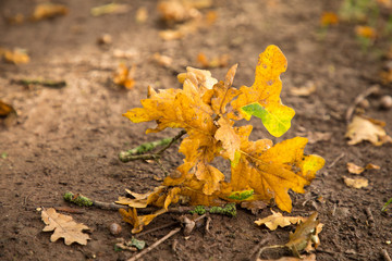 Acorn leaves in autumn