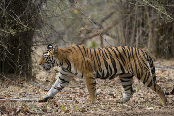 Obraz na płótnie Canvas Tiger durchstreift den Wald