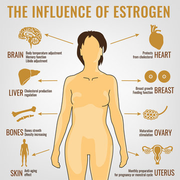 Estrogen Effects Image