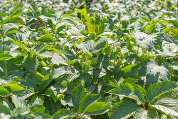Background of hops branches with cones and foliage